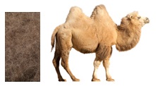 camel_hair