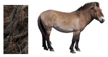 horse_hair